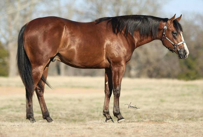 Quarter Horses: America's Versatile Bargain