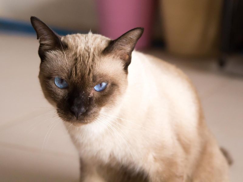 Siamese