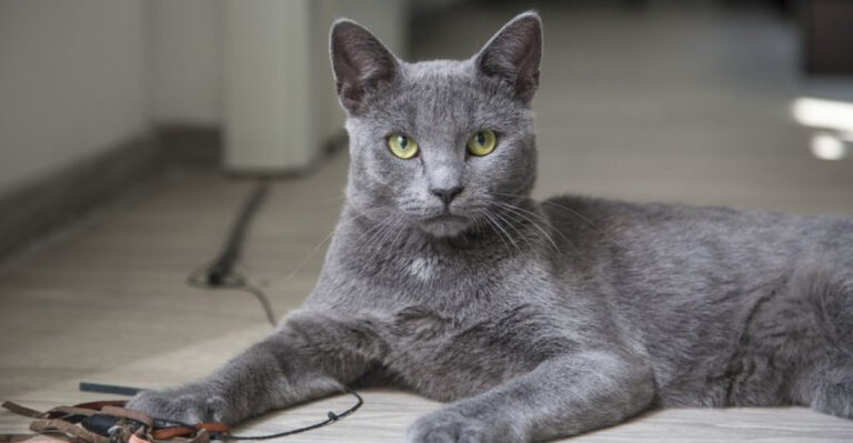 14 Cat Breeds Least Likely To Get Along With Other Pets, According To Experts