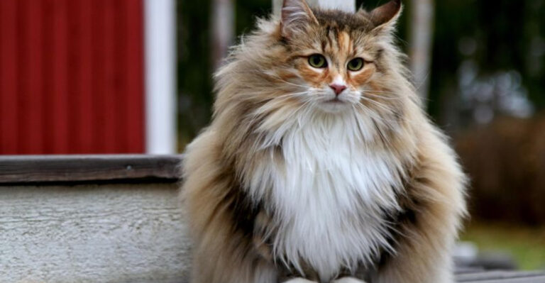 14 Cat Breeds Often Returned To Shelters (And Why They Deserve A Loving Home)