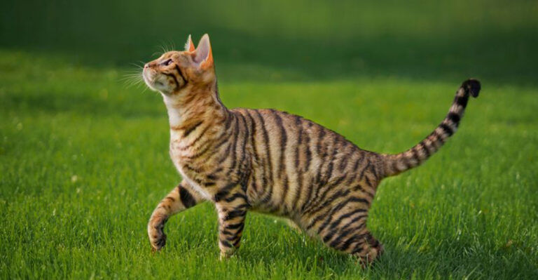 14 Cat Breeds That Are The Closest Living Links To Wild Cats
