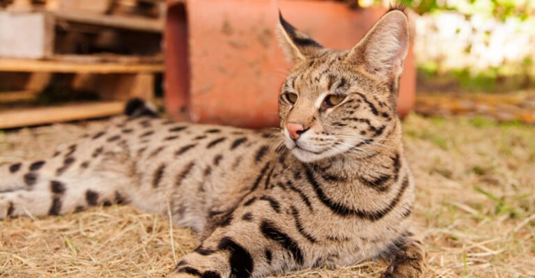 14 Cat Breeds That Come With More Trouble Than You Think (According To Vets)