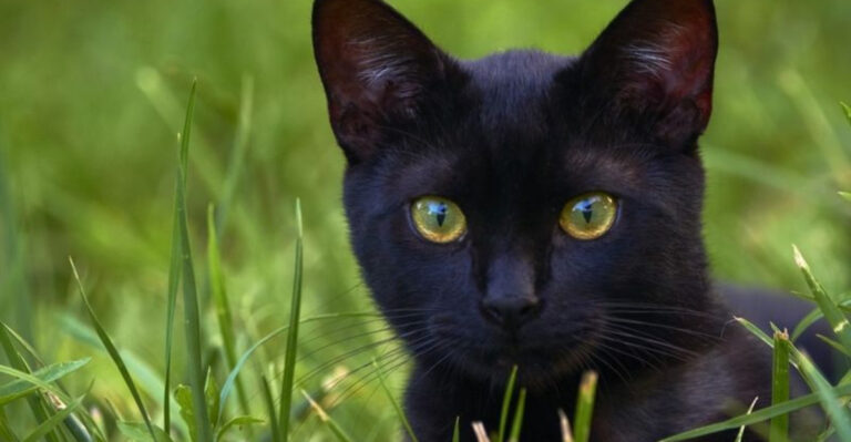 14 Cat Breeds That Form Deep Bonds Without Demanding Touch