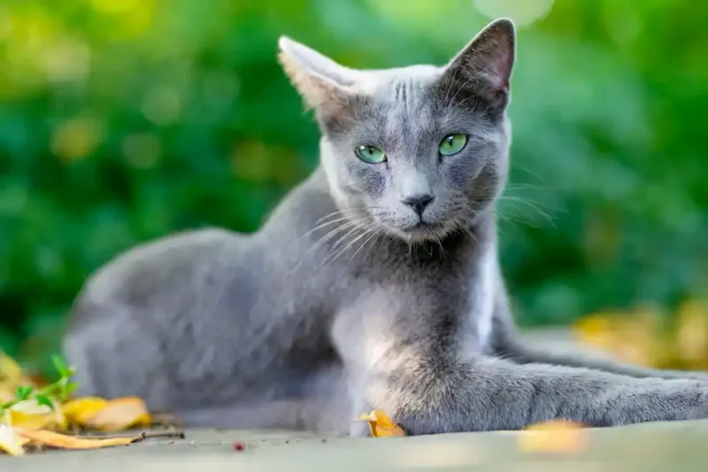 Russian Blue: Silent Shadows Of Devotion