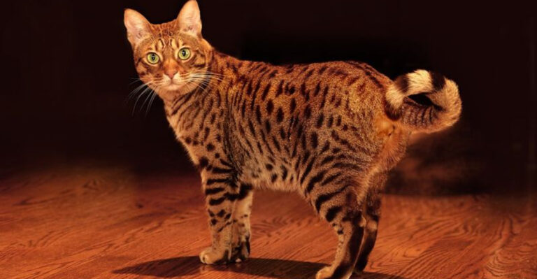 14 Cat Breeds Too Wild, Fierce, Or High-Maintenance For Most Owners
