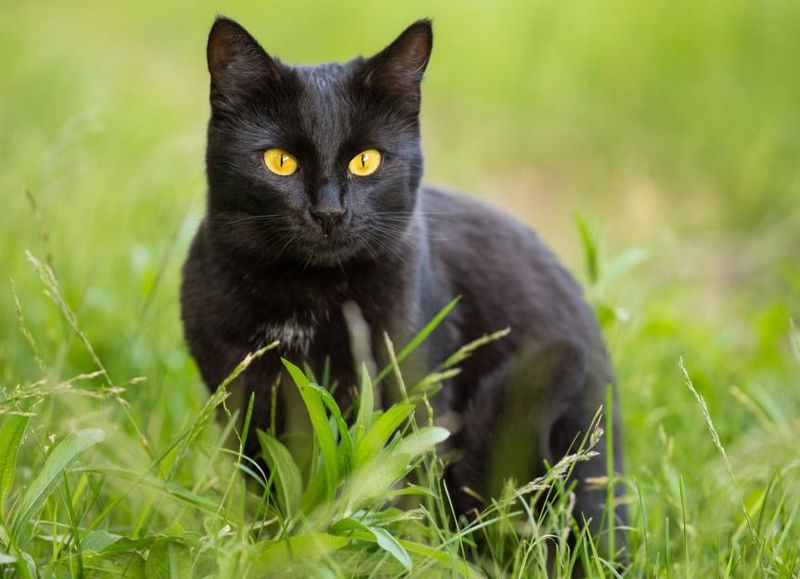 Black Cats: Victims Of Medieval Superstition