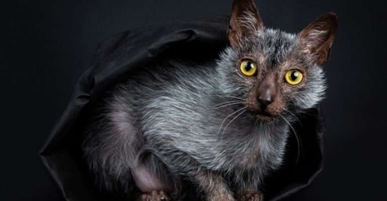 14 Cat Breeds Wrongly Stereotyped As Evil
