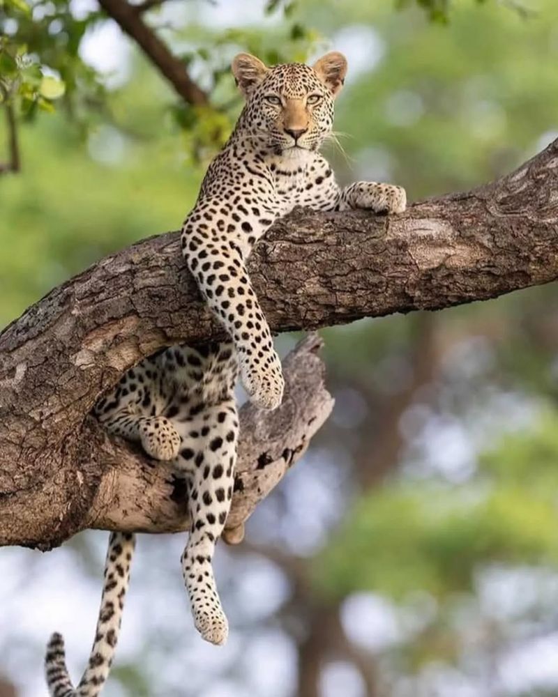 Ambush From Above