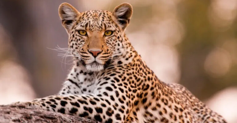14 Crucial Things To Remember When Facing A Wild Leopard