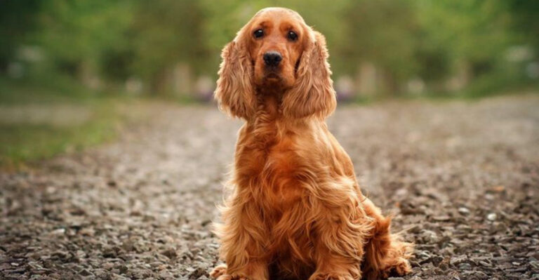 14 Dog Breeds That Are All Love And No Bite