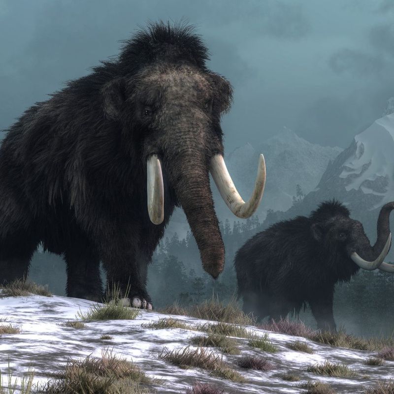 Woolly Mammoths In Alaska