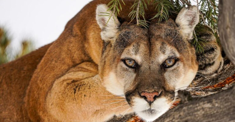 14 Extinct Animals That People Keep Claiming To See In American Wilderness