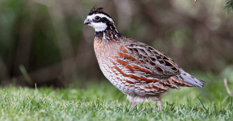 14 Farm Birds You’ll Want To Add To Your Flock