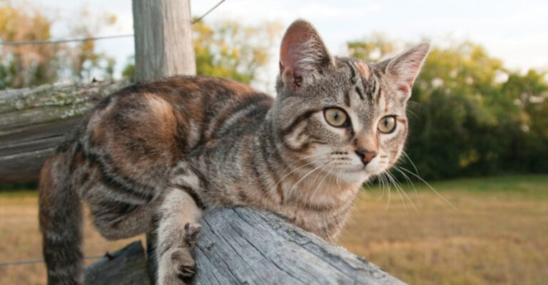 14 Farm Cat Breeds That Vanished From Barns (And What's Bringing Them Back)