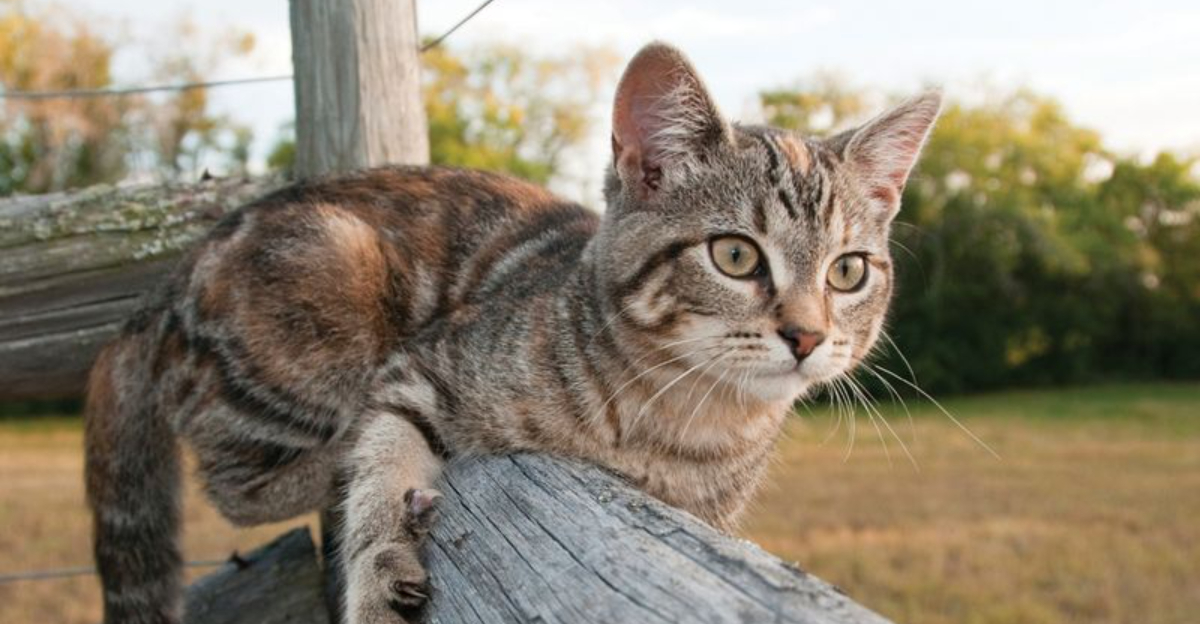 14 Farm Cat Breeds That Vanished From Barns (And What's Bringing Them Back)