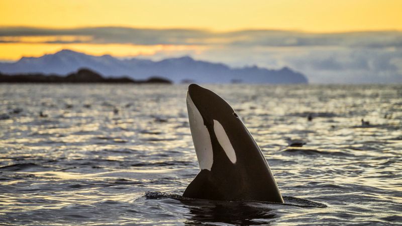 Ocean's Ultimate Heavyweight: The Orca