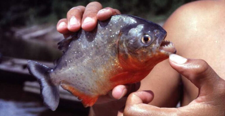 14 Fish Species You Should Never Release Into U.S. Waters