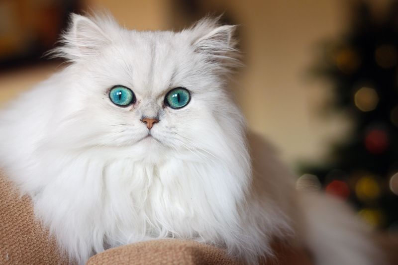 Floating On Air: Persian Cats