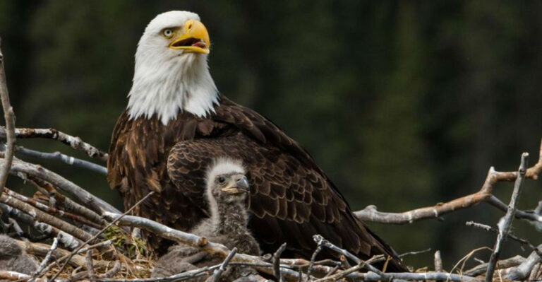 14 Giant Nests That Defy Natural Limits