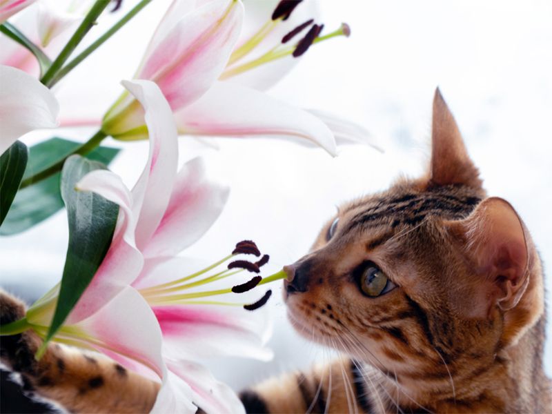 Toxic Spring Blooms