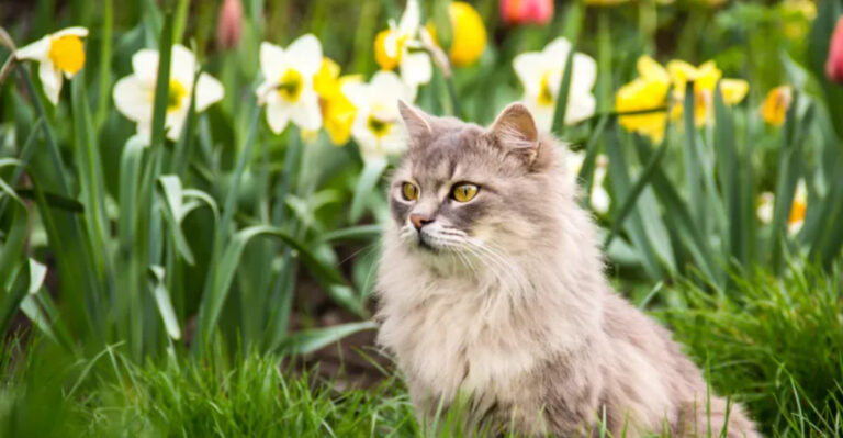 14 Hidden Spring Hazards That Could Threaten Your Cat