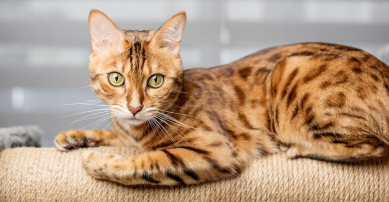 14 Ideal Cat Breeds For Those Who Live Alone, Recommended By Vets