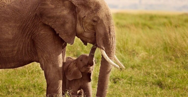 14 Incredible Animal Moms Who Go Above And Beyond For Their Babies