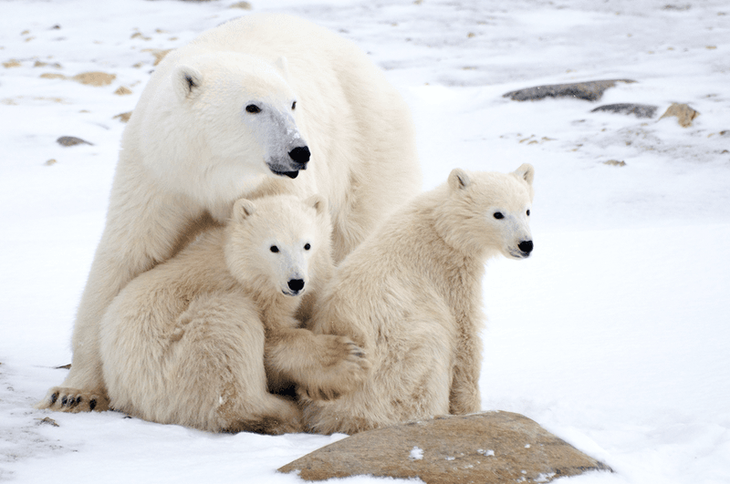 Polar Bear