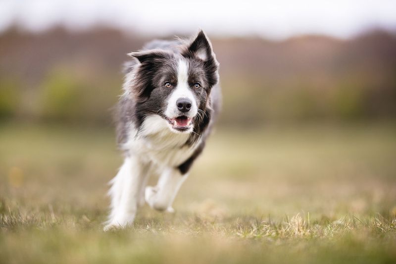 Border Collie: The Canine Einstein