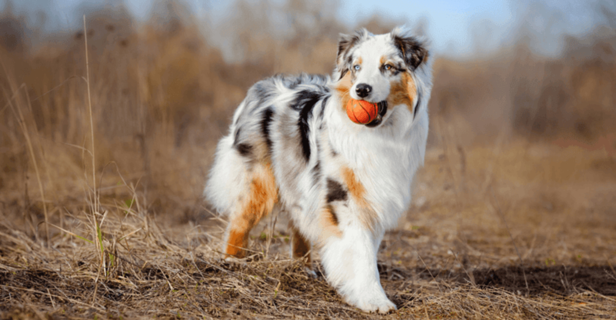 14 Intelligent Dog Breeds Known For Exceptional Recall