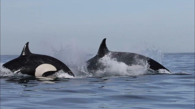 Size: The Giants Vs. The Sleek Swimmers