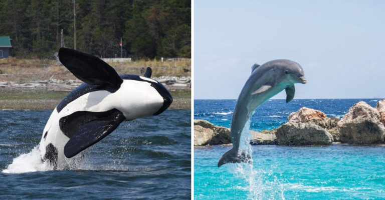 14 Key Differences Between Orcas And Dolphins