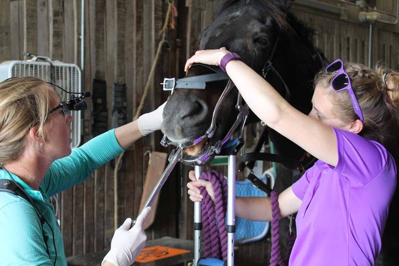 Regular Veterinary Checkups