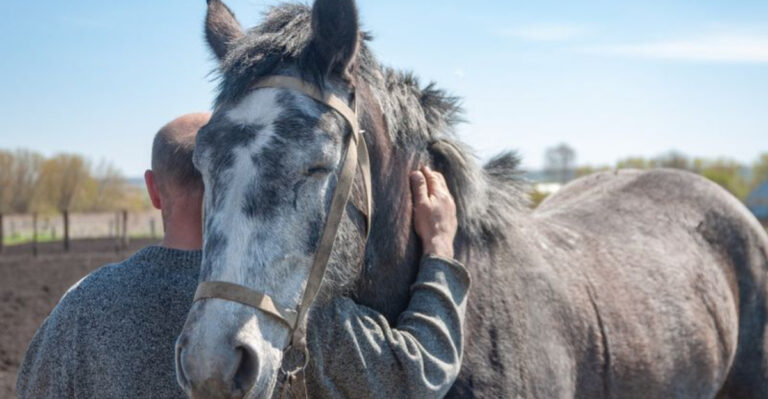 14 Key Things You Should Know About Caring For A Senior Horse