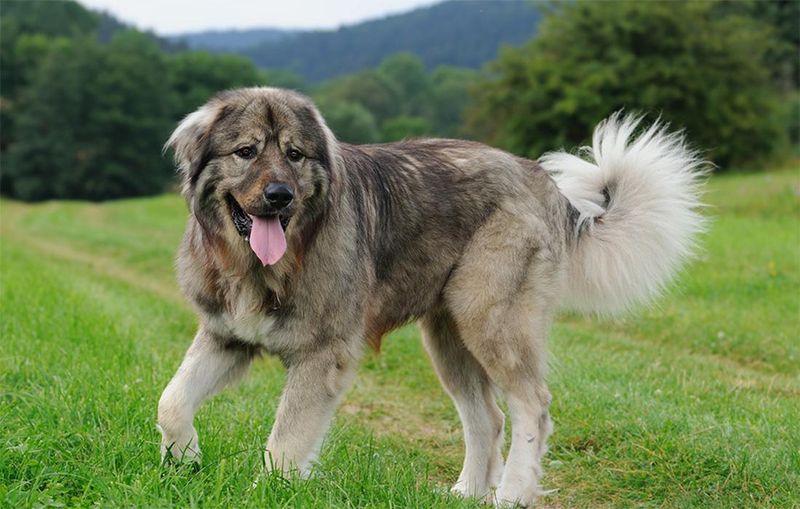 Caucasian Shepherd: The Mountain Guardian With A Fierce Streak