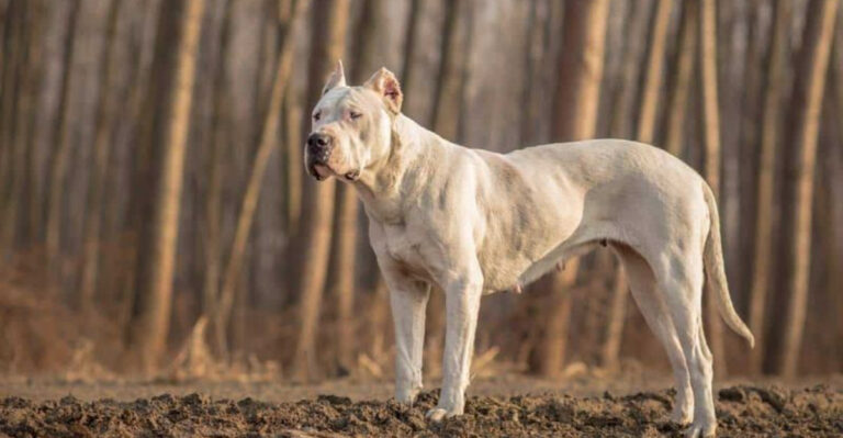 14 Large Dog Breeds Advised To Avoid At All Costs