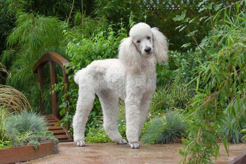 Standard Poodles: Elegant And Long-Lasting