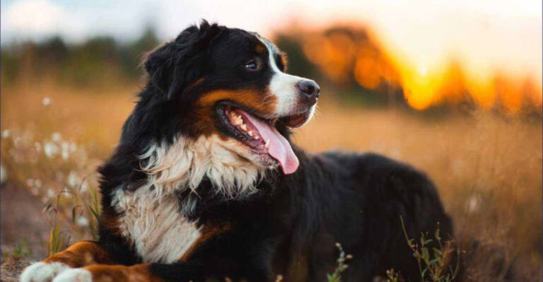14 Large Dog Breeds That Can Live More Than 10 Years