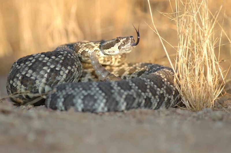 Rattlesnakes