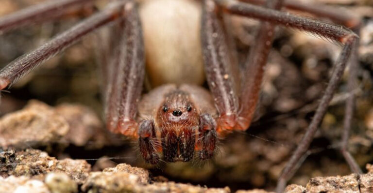 14 Lethal Creatures In The U.S. That Could Ruin Your Hike