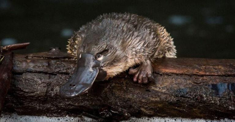 14 Mammals You Did Not Know Were Nocturnal