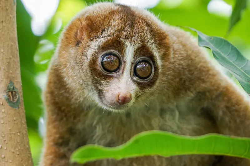 Slow Loris: Venomous Night Crawler