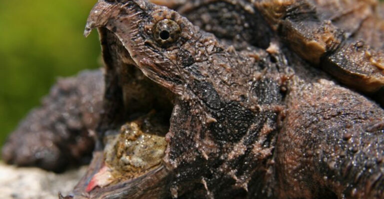14 Most Aggressive Animals In The Southeastern U.S.