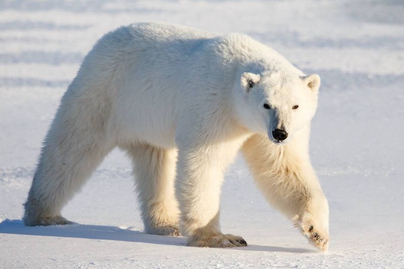 Silent Stalkers Of The North: Polar Bears
