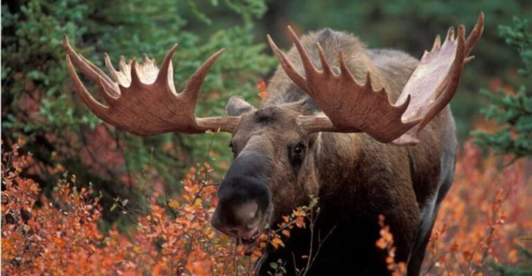 14 Most Dangerous Animals You'll Only Find In Alaska