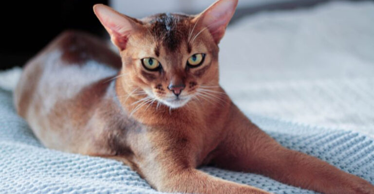 14 Most Popular Cat Breeds In Texas (According To Pet Owners)