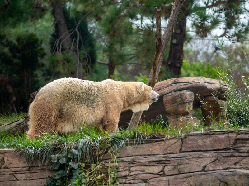 The Grolar Bear: Arctic's Climate Change Child