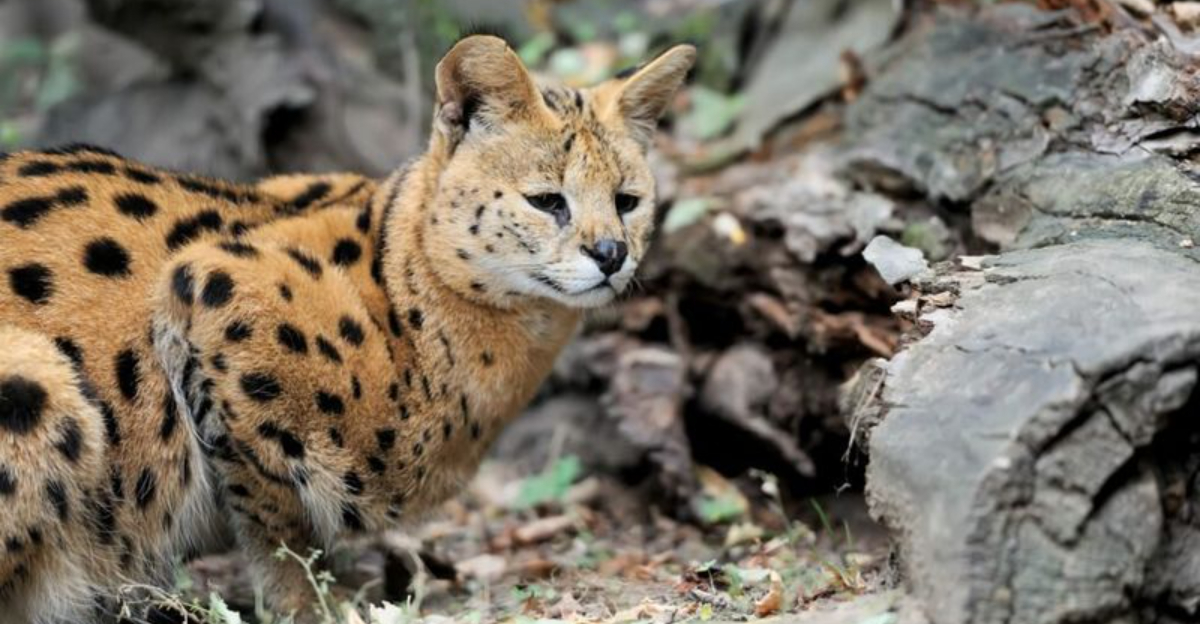 14 New Animal Hybrids Emerging In The Wild
