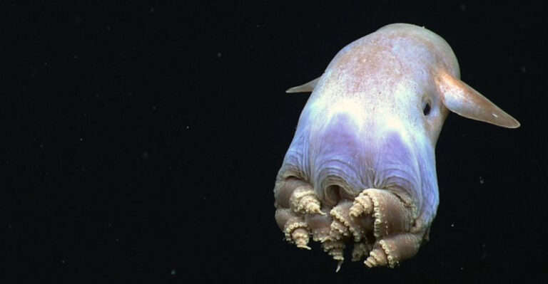 14 Ocean Creatures You Have Never Heard Of