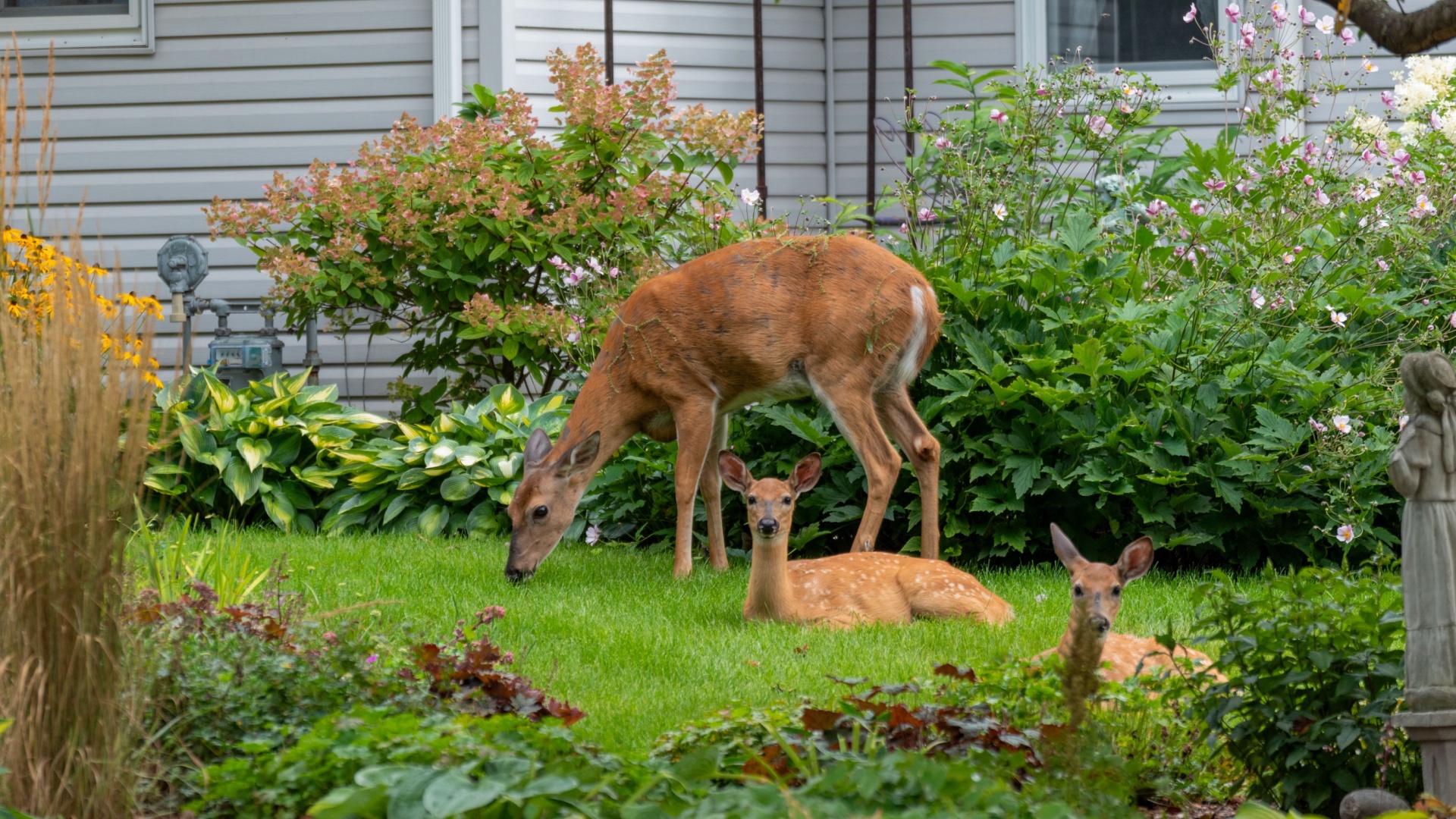 14 Plants That Naturally Keep Deer Away From Your Garden